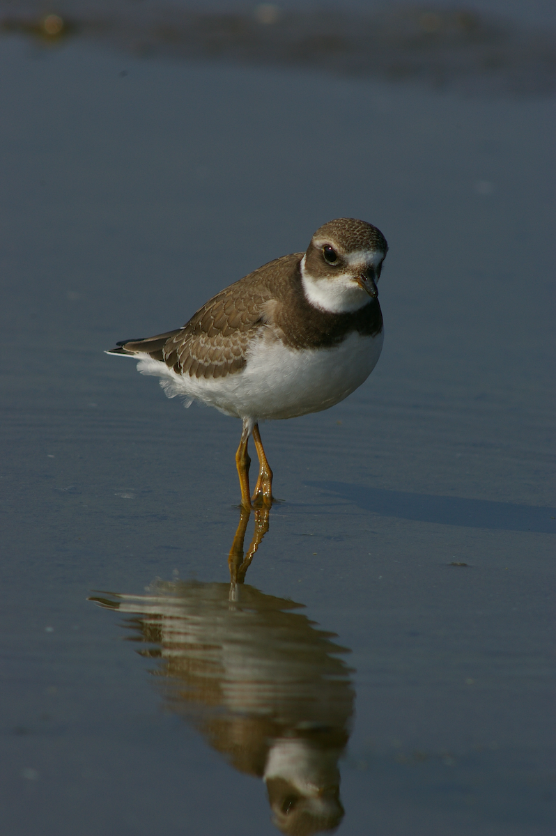 Semipalmated Plover - ML615631521