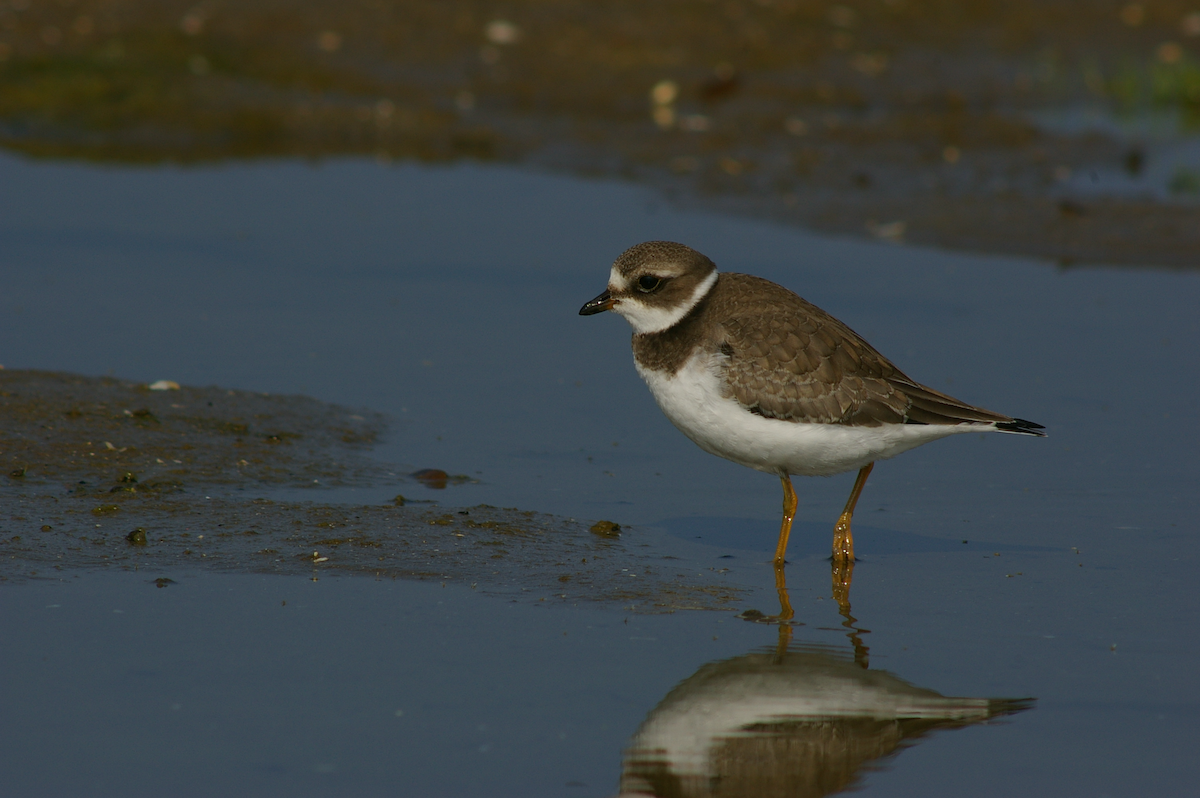 Semipalmated Plover - ML615631522
