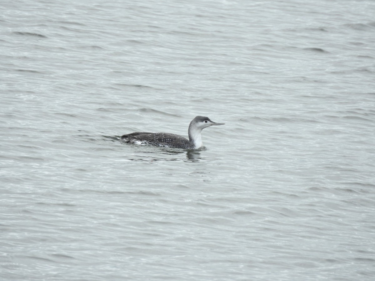 Red-throated Loon - ML615631524