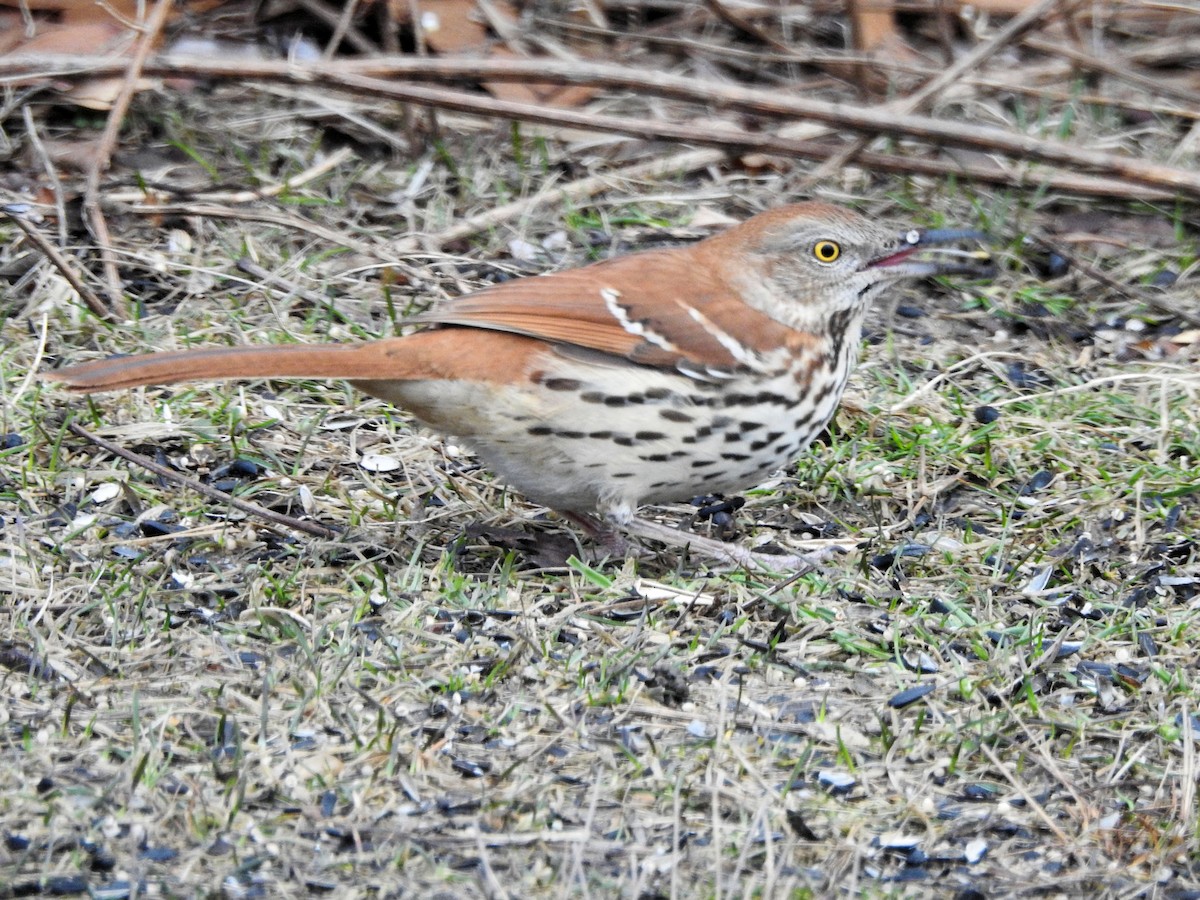 Brown Thrasher - ML615631550