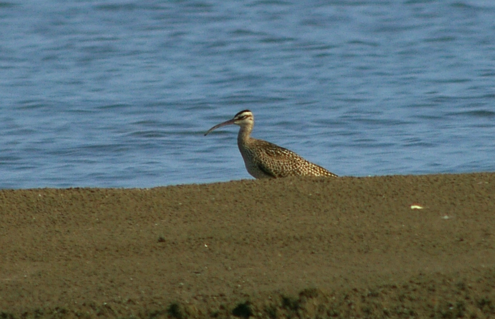 Whimbrel - chuck gehringer