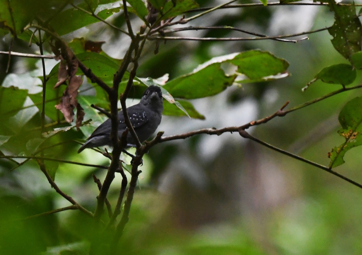 Spot-winged Antshrike - Joshua Vandermeulen