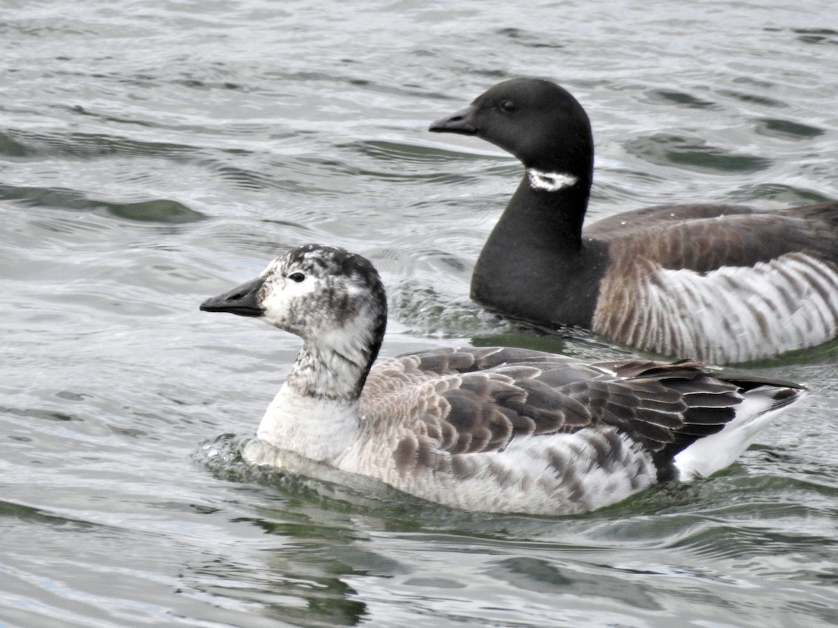 Snow Goose x Brant (hybrid) - Carolyn Longworth