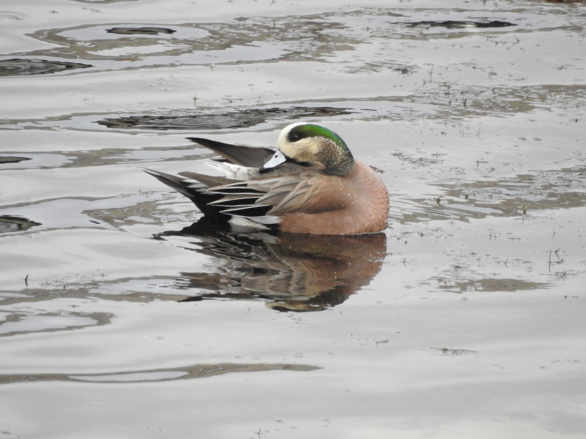 American Wigeon - ML615631577