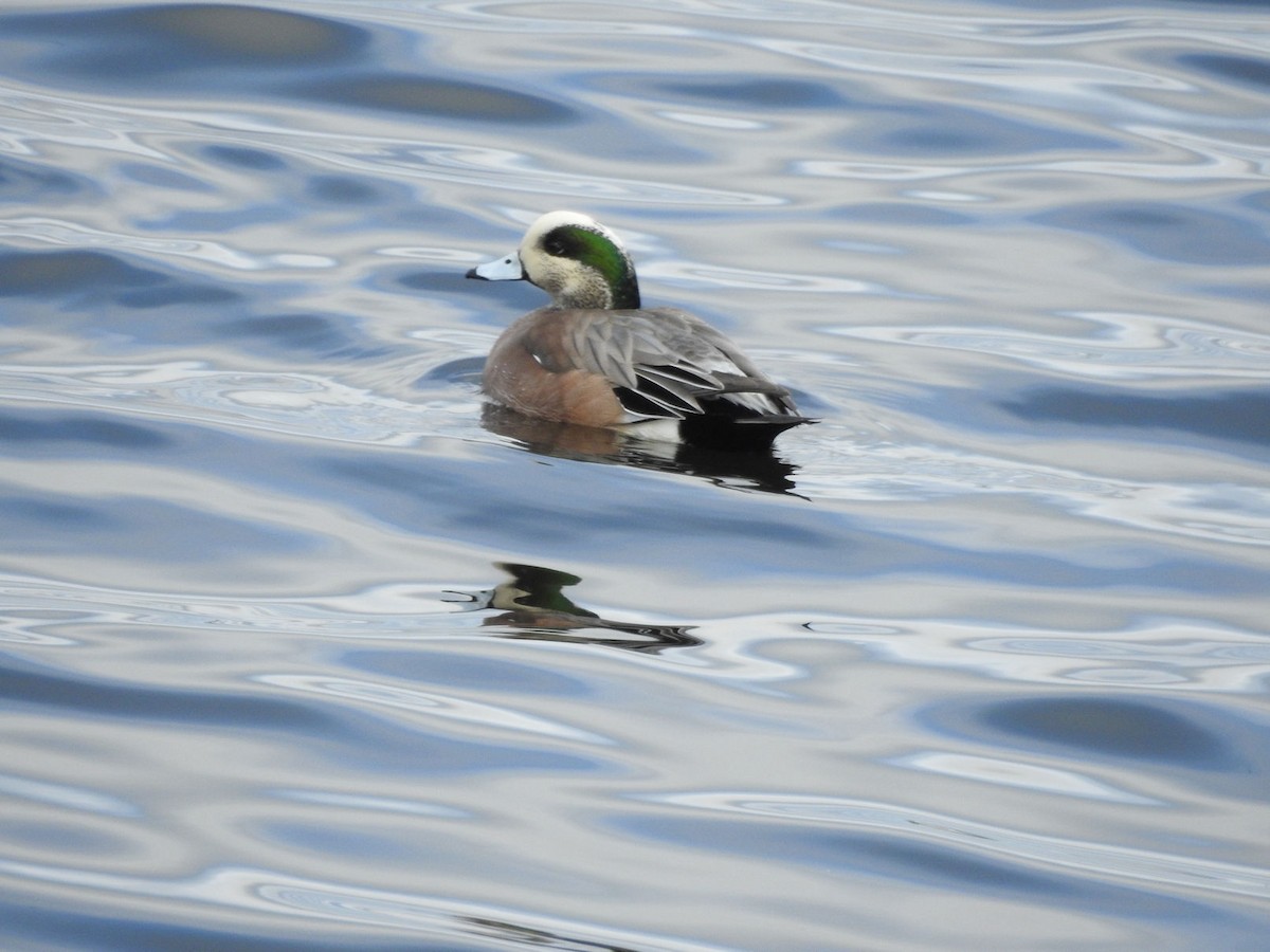 American Wigeon - ML615631580