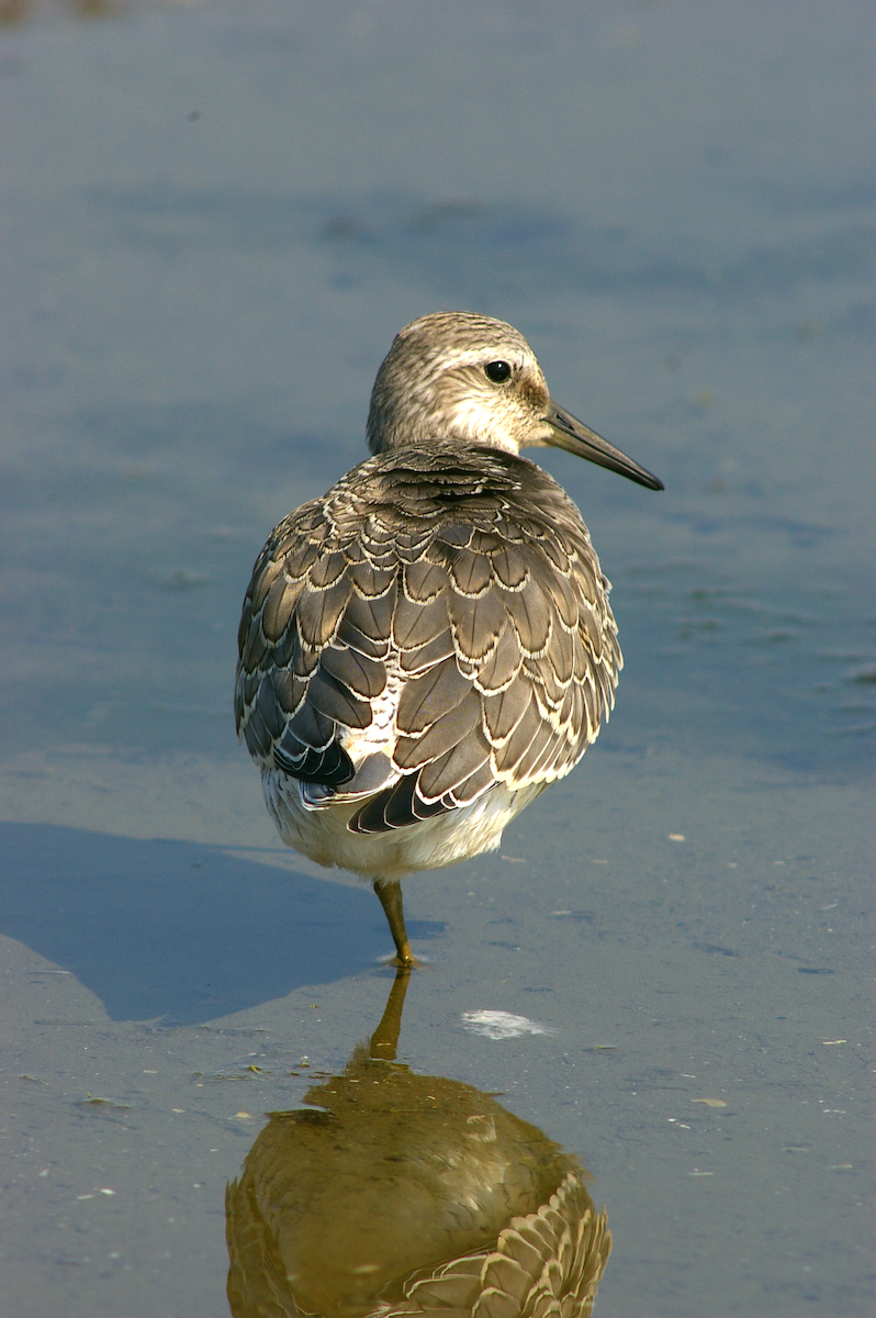 Red Knot - ML615631586