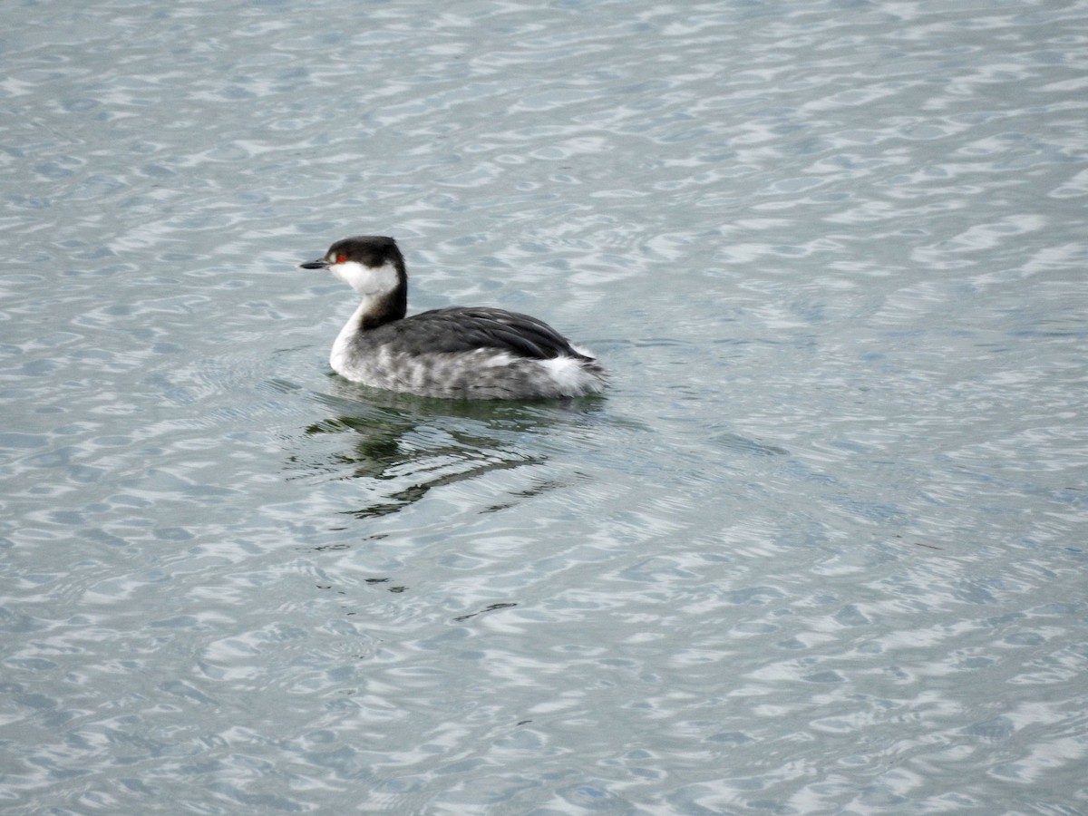 Horned Grebe - ML615631591