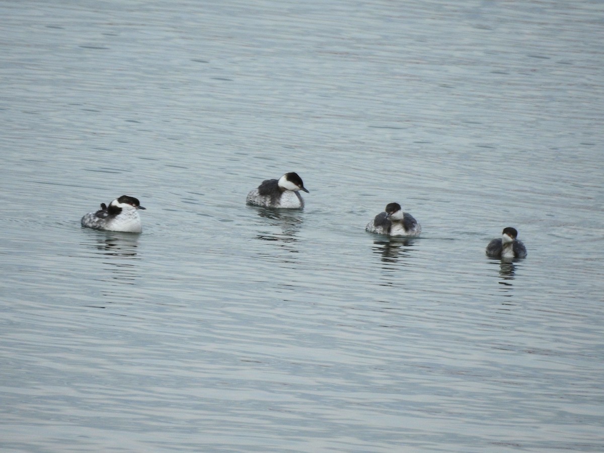 Horned Grebe - ML615631594