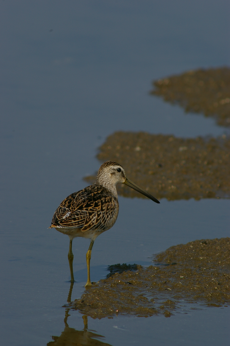 Short-billed Dowitcher - ML615631616