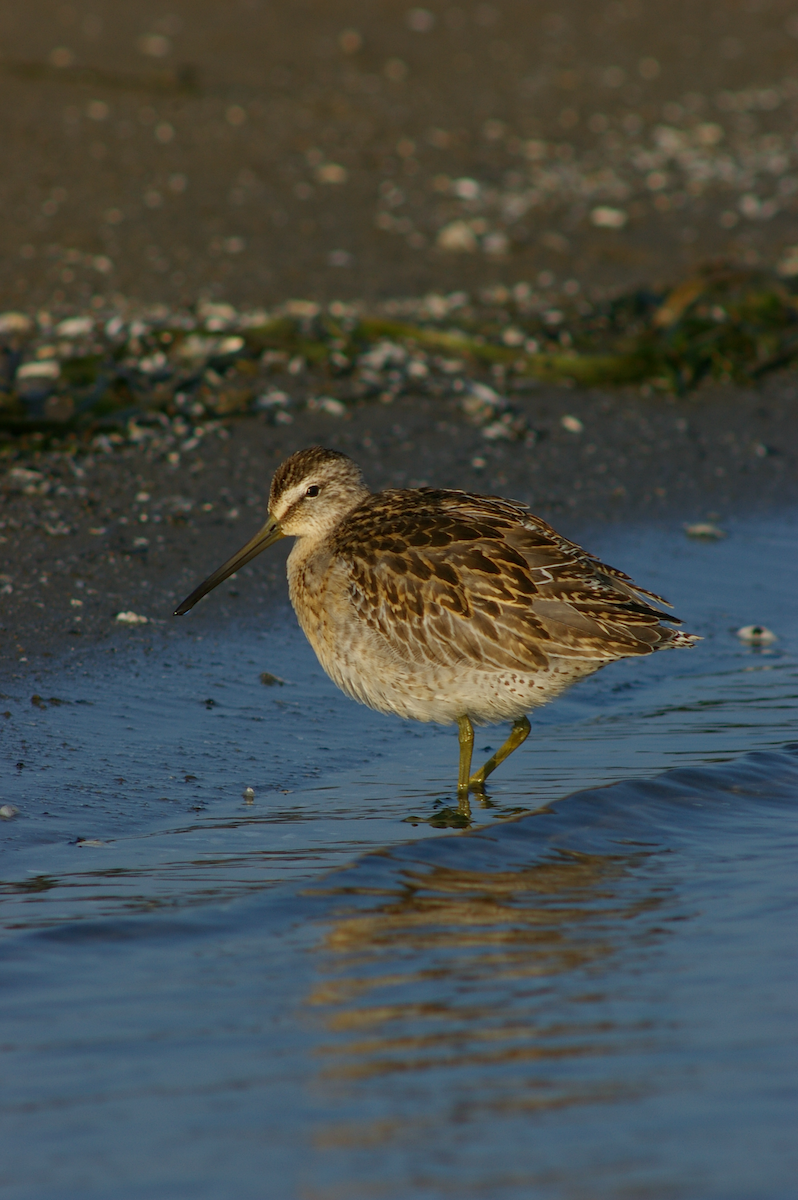 Short-billed Dowitcher - ML615631617