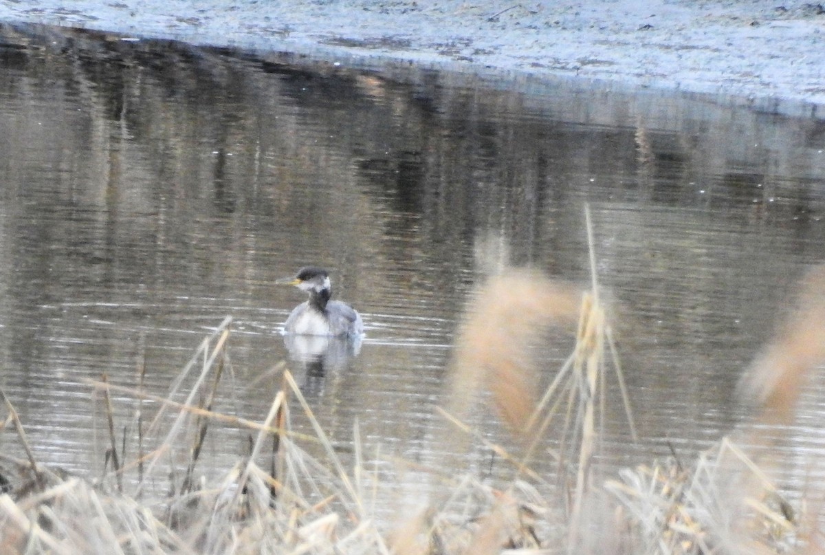 Red-necked Grebe - ML615631625