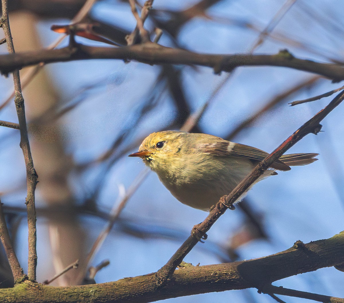 Brooks's Leaf Warbler - Per Smith