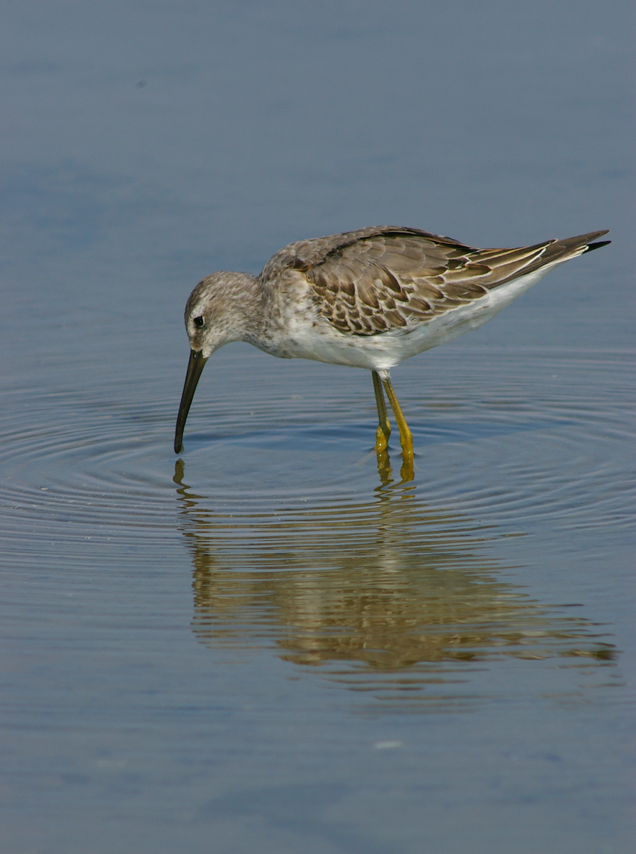 Stilt Sandpiper - ML615631630