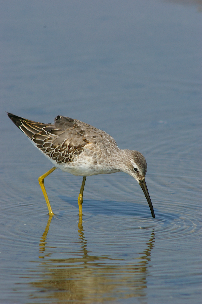 Stilt Sandpiper - ML615631631