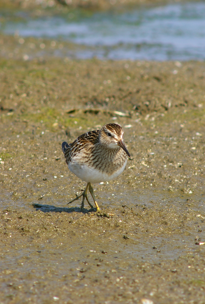 Pectoral Sandpiper - ML615631638