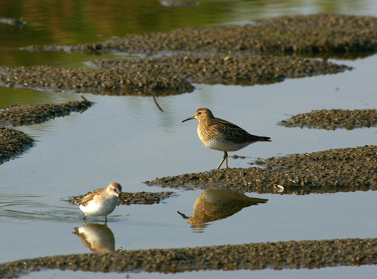 Pectoral Sandpiper - ML615631639