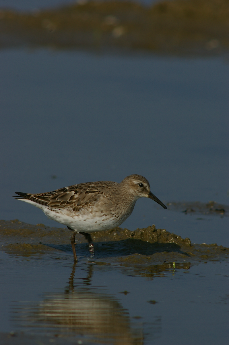 White-rumped Sandpiper - ML615631650