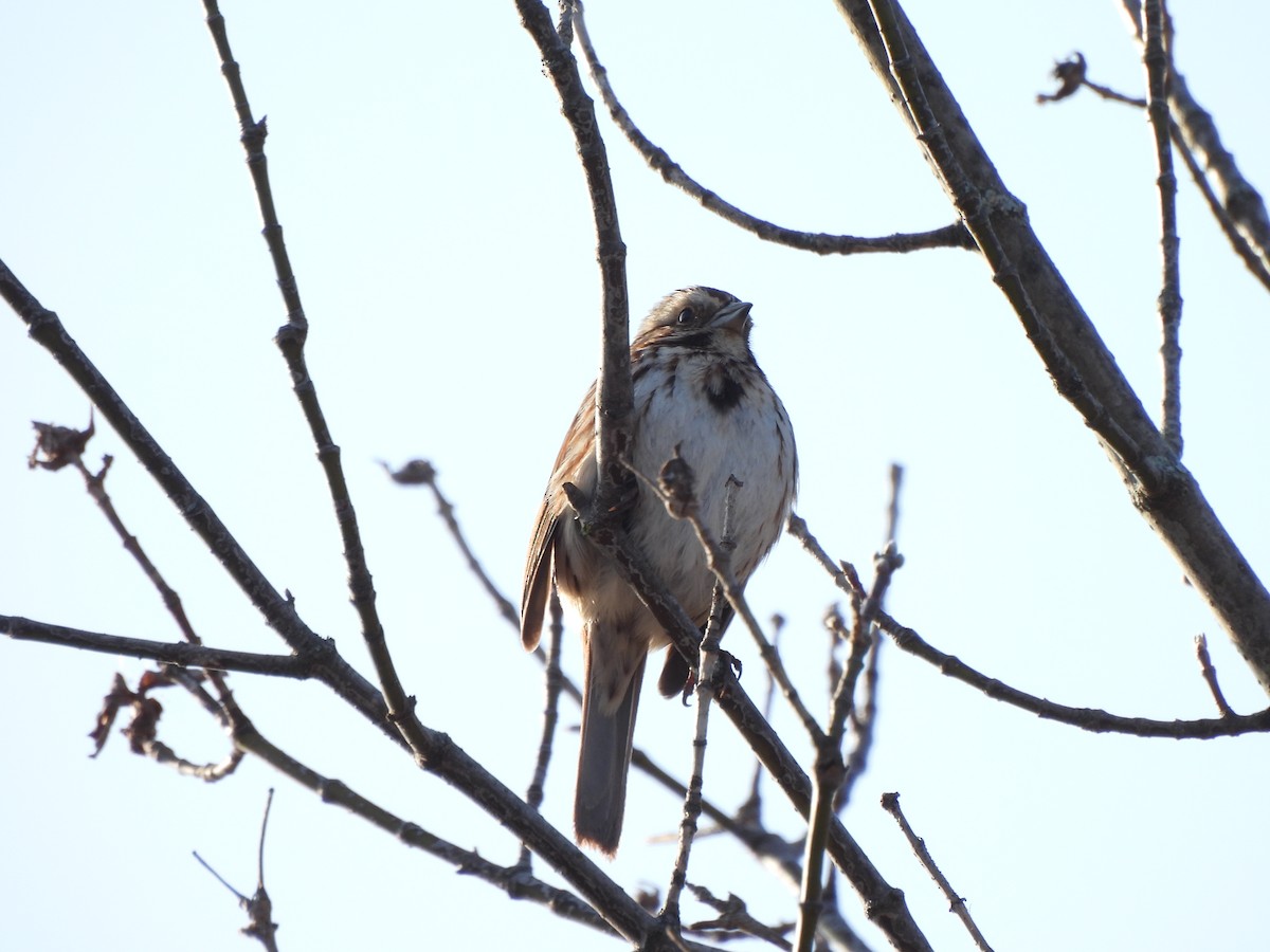 Song Sparrow - ML615631669