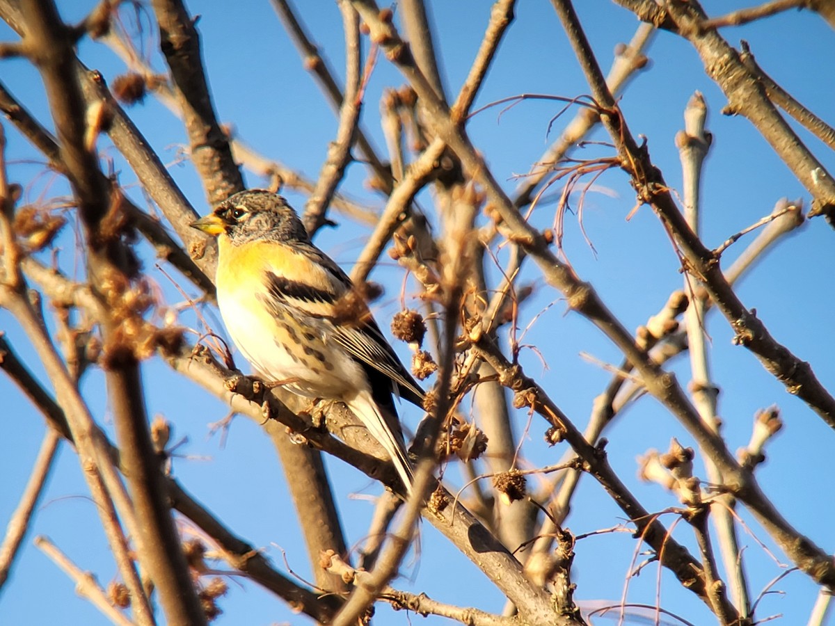 pěnkava jikavec - ML615631675