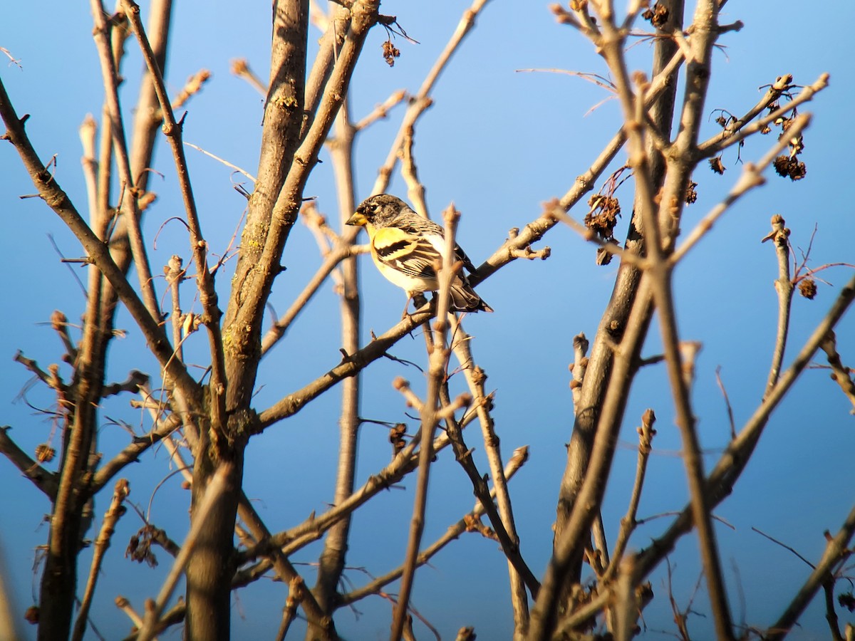 Brambling - ML615631676