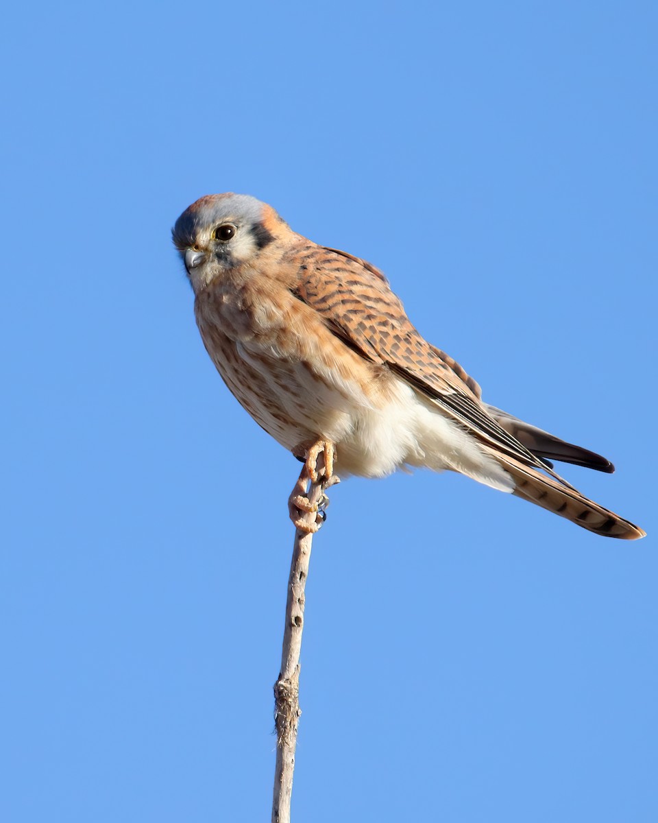 American Kestrel - ML615631778