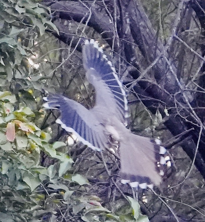 Indian Gray Hornbill - ML615631825