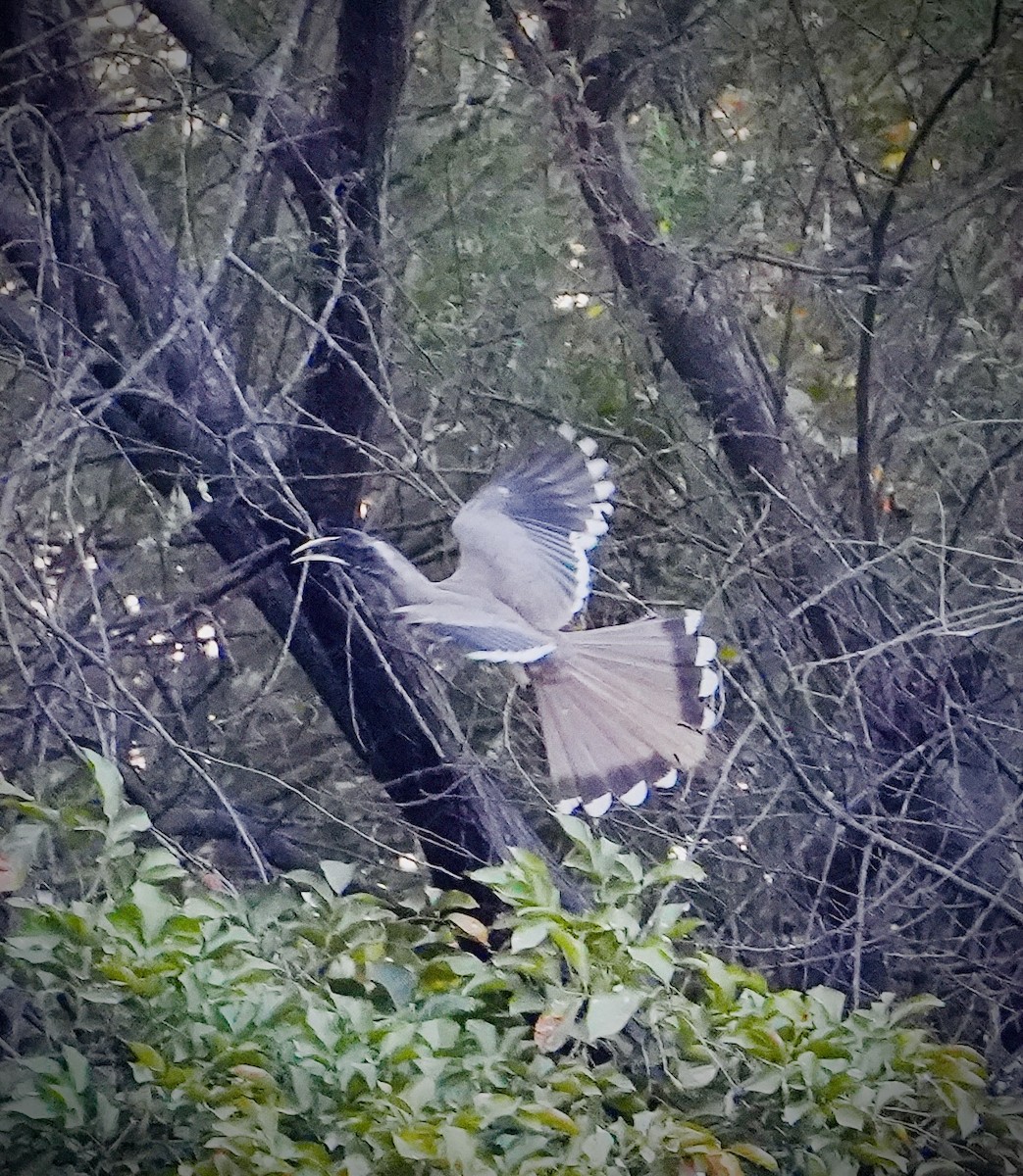 Indian Gray Hornbill - ML615631826