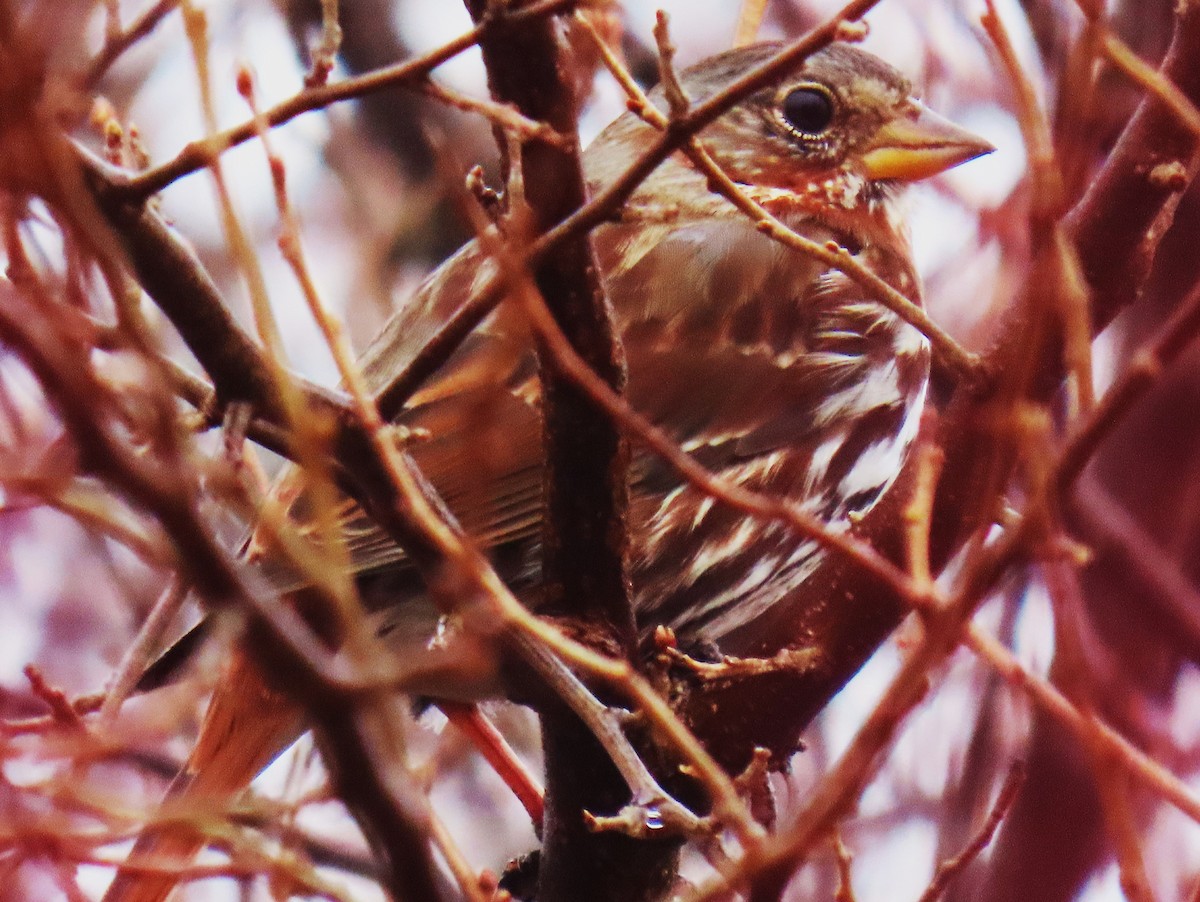 Fox Sparrow - Jim Sweeney