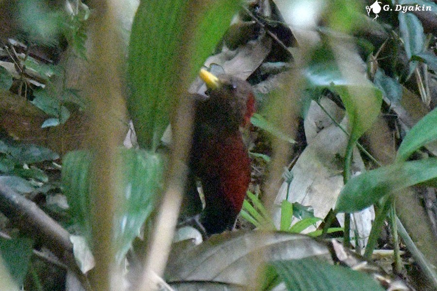 Maroon Woodpecker - ML615631939