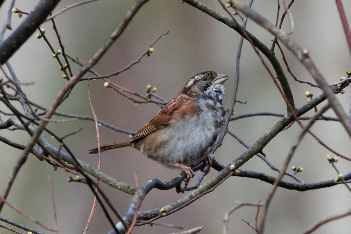 new world sparrow sp. - ML615631993