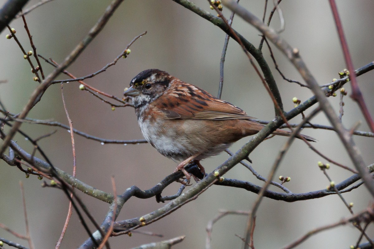 new world sparrow sp. - ML615631994