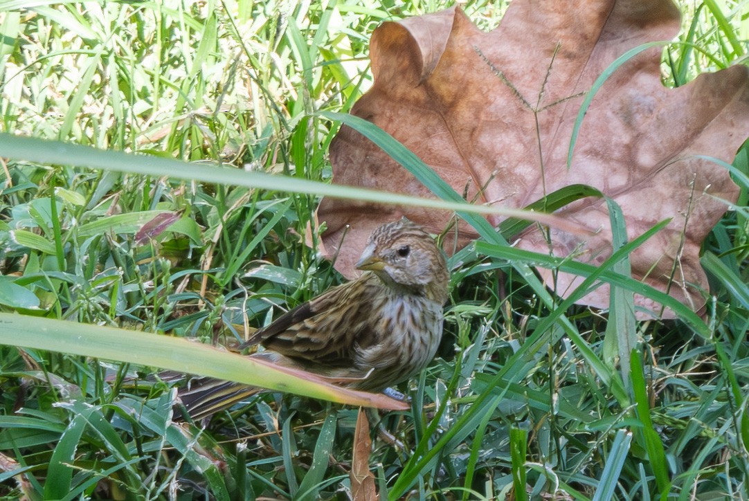 Saffron Finch (Pelzeln's) - ML615632025