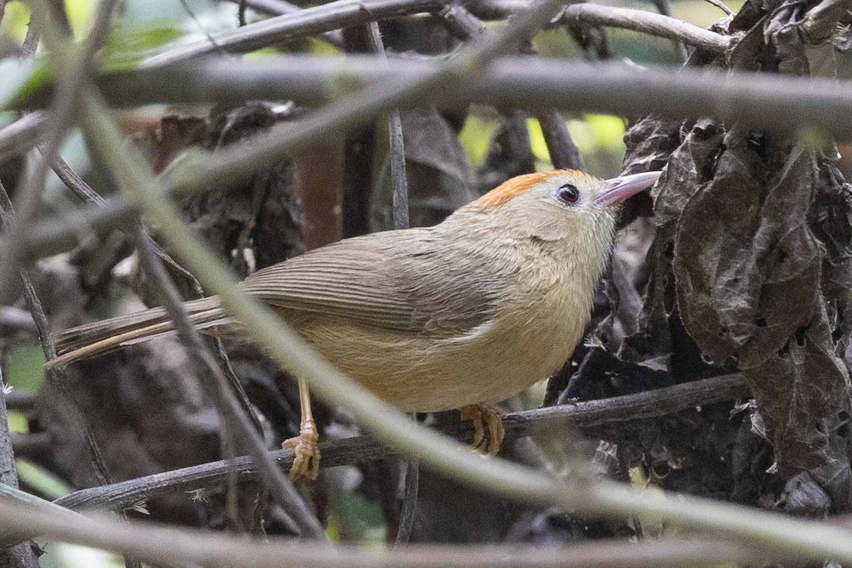 Buff-chested Babbler - ML615632046