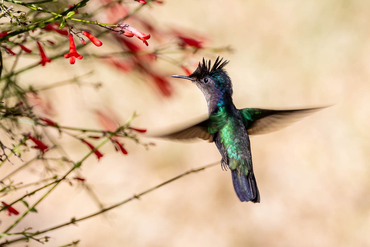 Antillean Crested Hummingbird (Grenadines and Grenada) - ML615632060