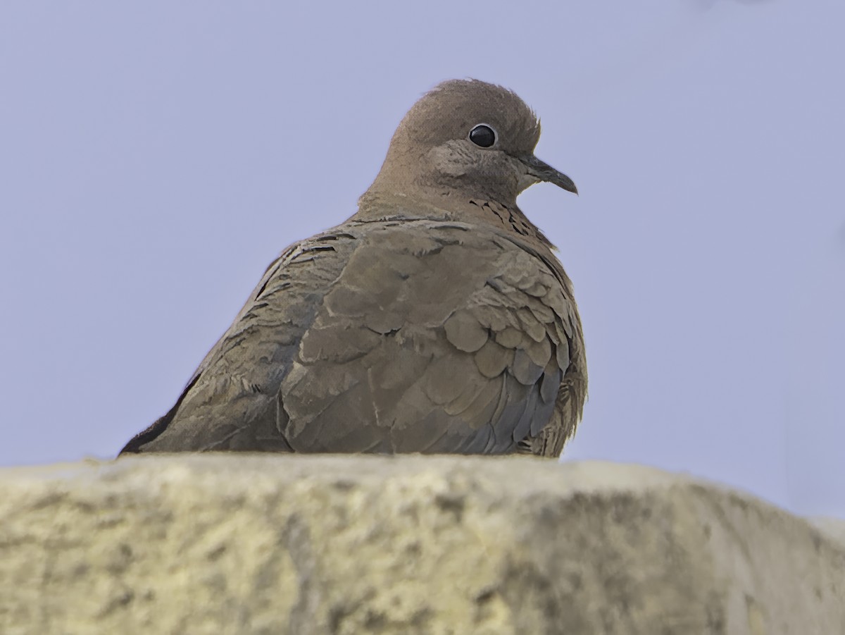 Laughing Dove - ML615632133