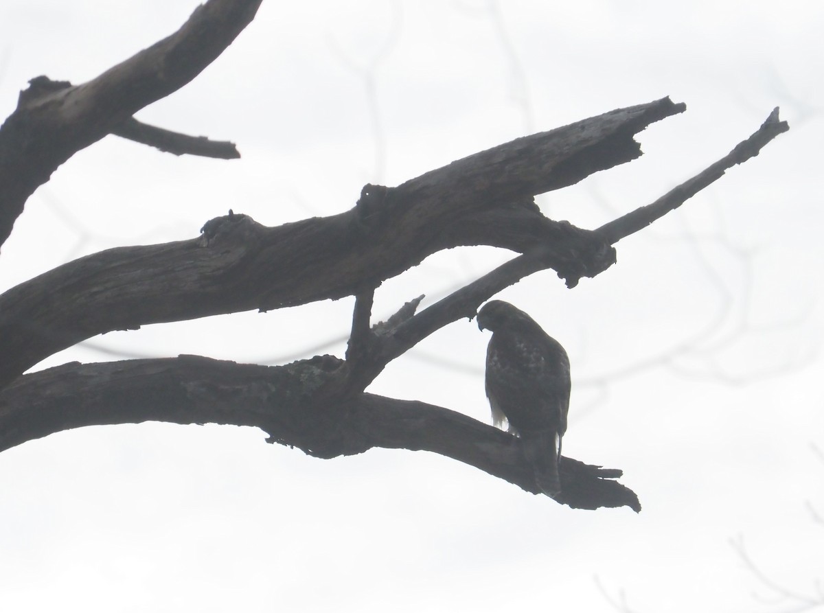 Red-tailed Hawk (borealis) - ML615632161