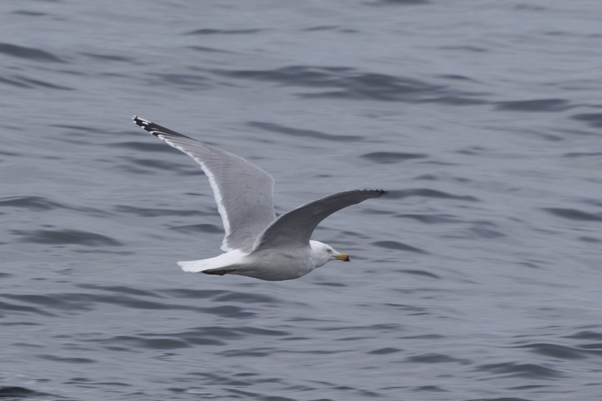 Herring Gull - ML615632174