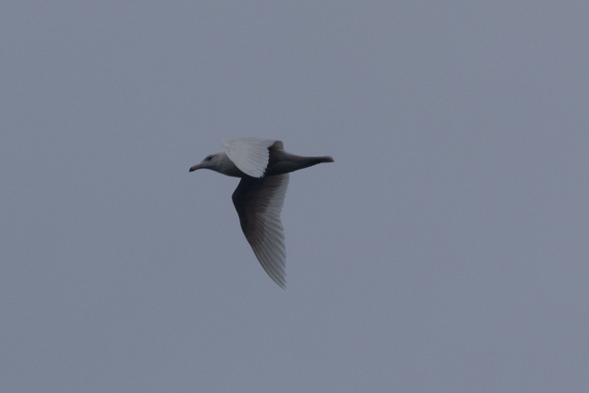 Glaucous Gull - ML615632178