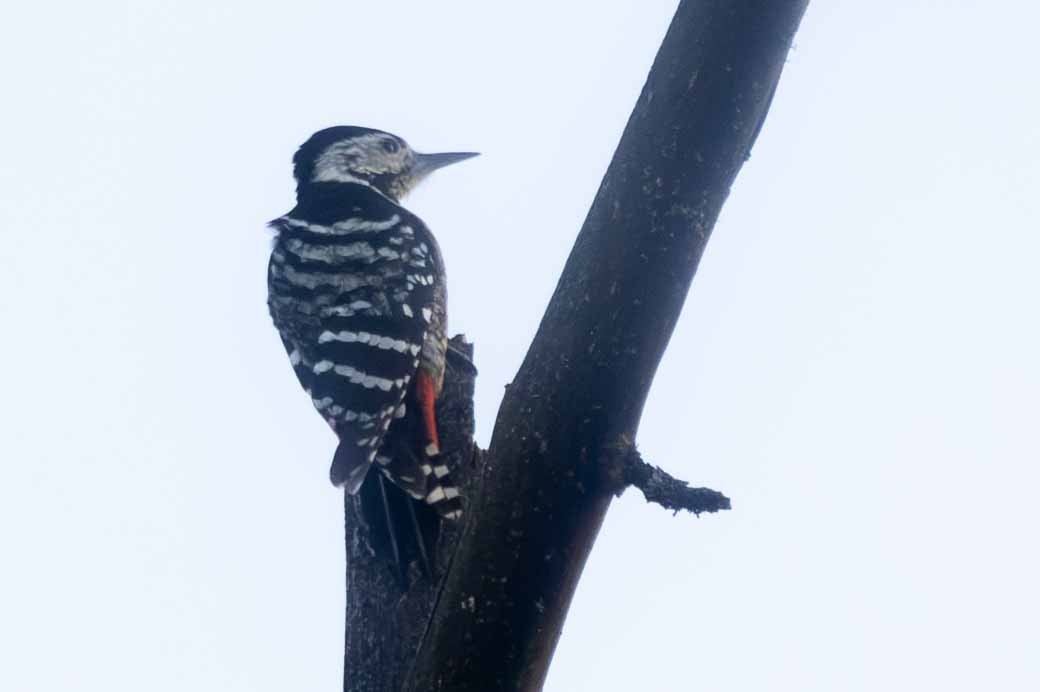 Stripe-breasted Woodpecker - ML615632221