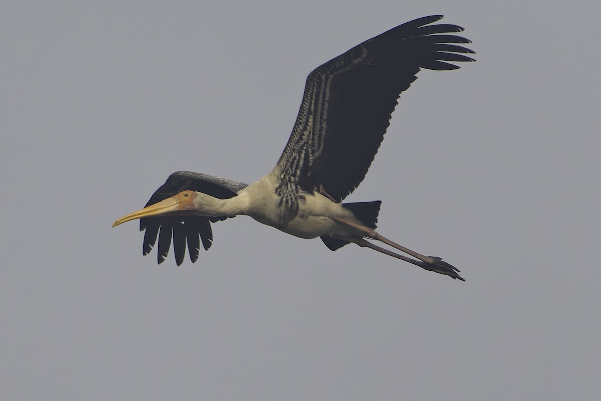 Painted Stork - ML615632235