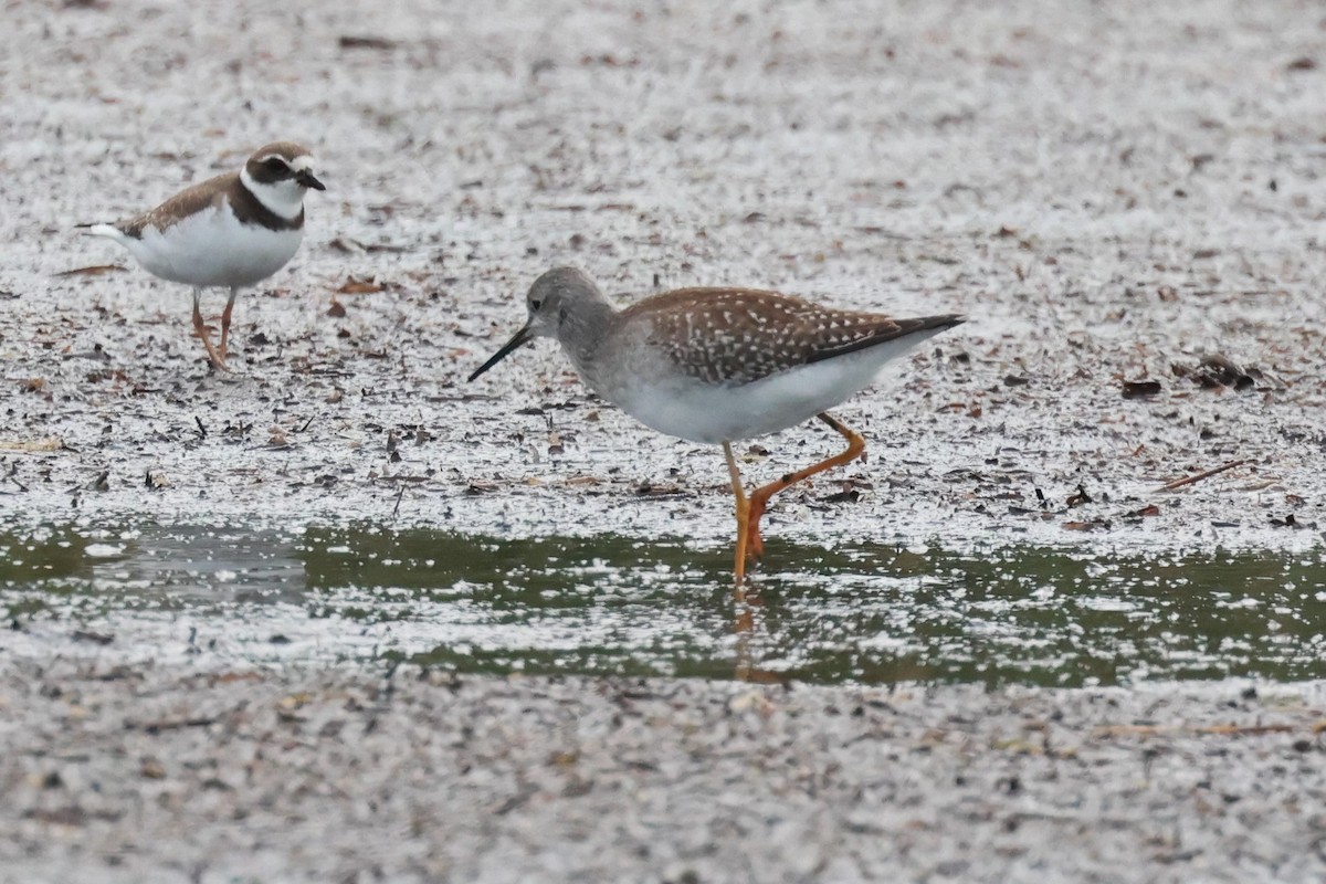 Lesser Yellowlegs - ML615632313