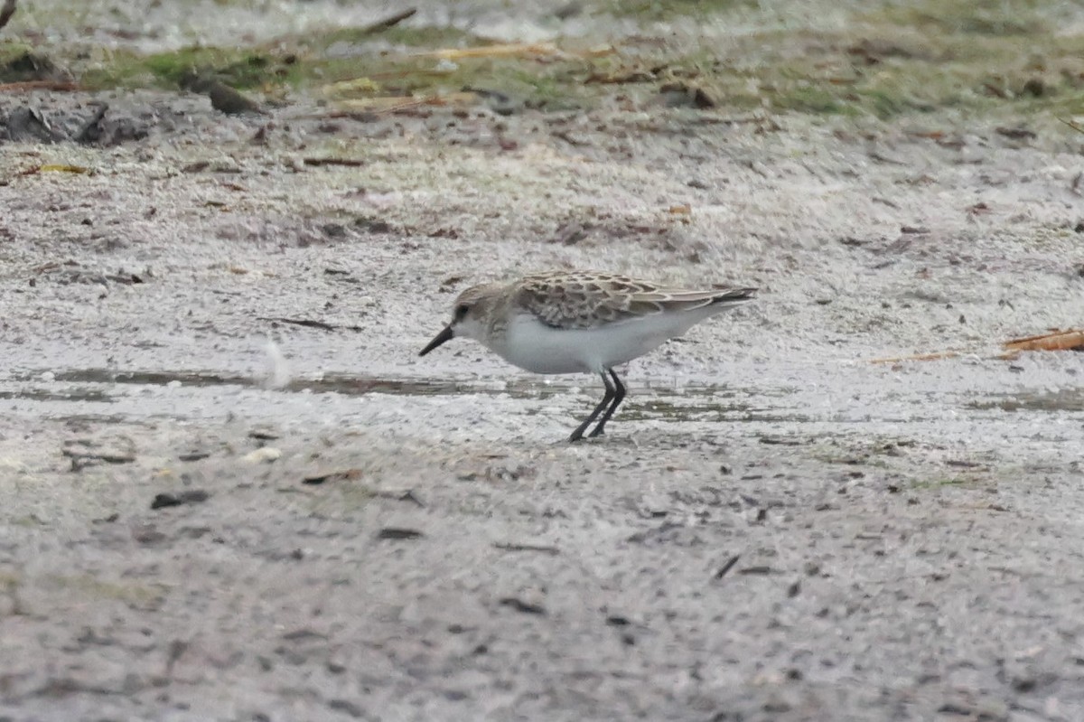 Semipalmated Sandpiper - ML615632325