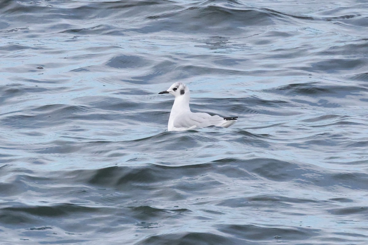 Bonaparte's Gull - ML615632330