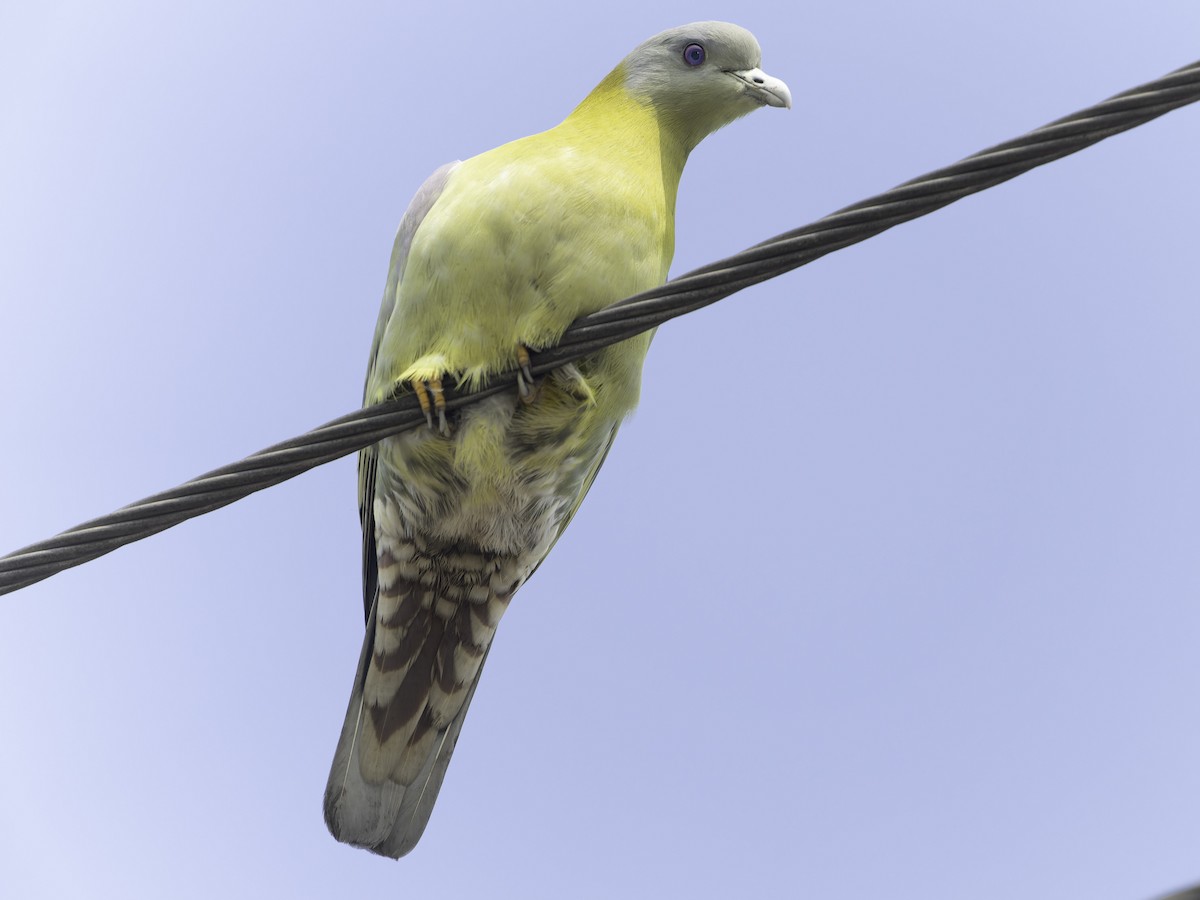 Yellow-footed Green-Pigeon - ML615632337