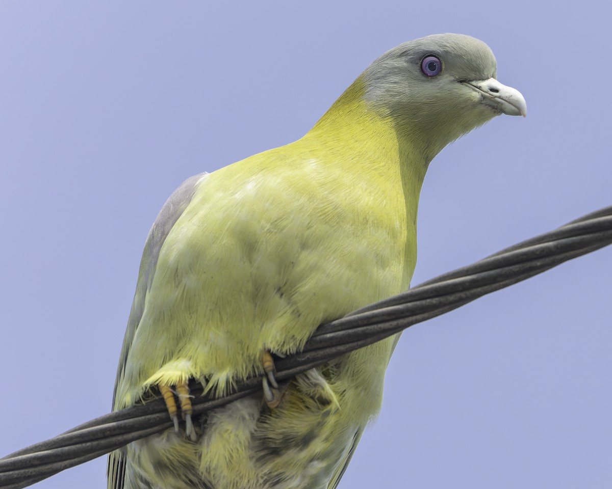 Yellow-footed Green-Pigeon - ML615632338