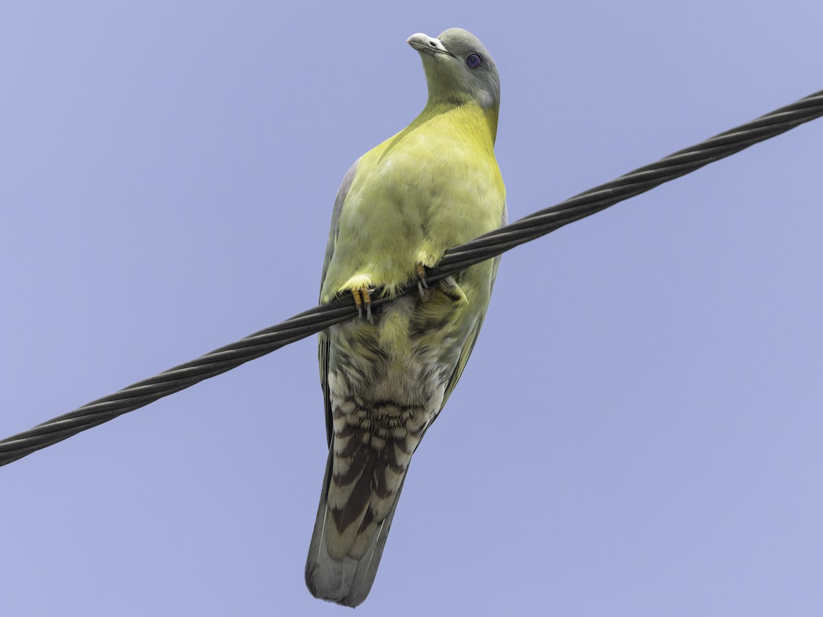 Yellow-footed Green-Pigeon - ML615632339