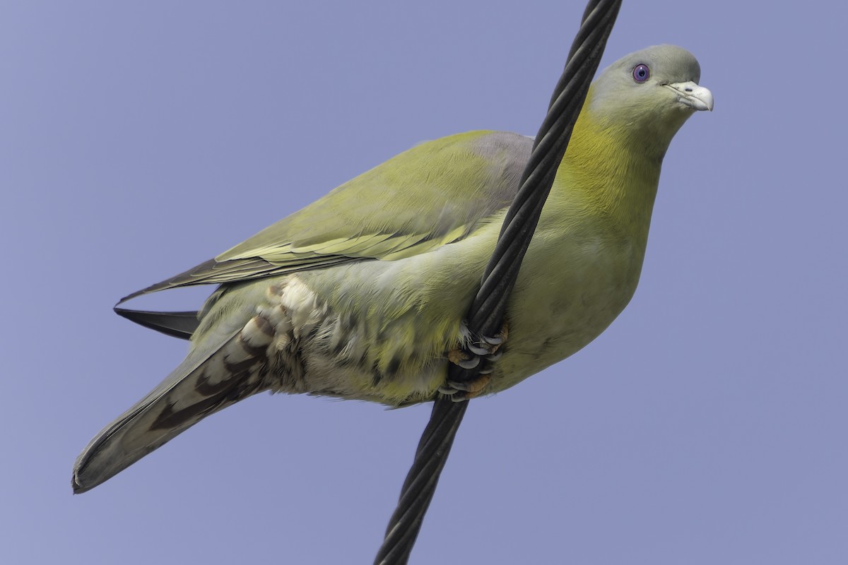 Yellow-footed Green-Pigeon - ML615632340