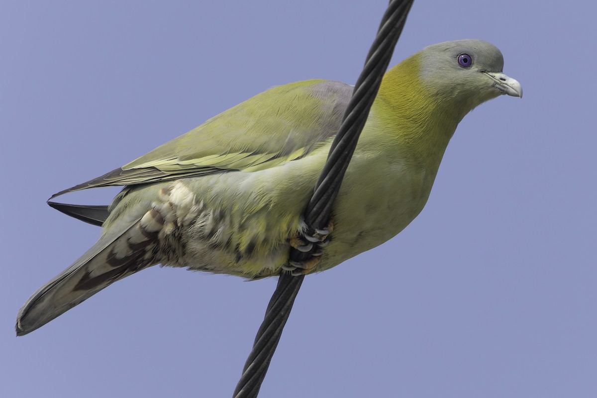 Yellow-footed Green-Pigeon - ML615632341