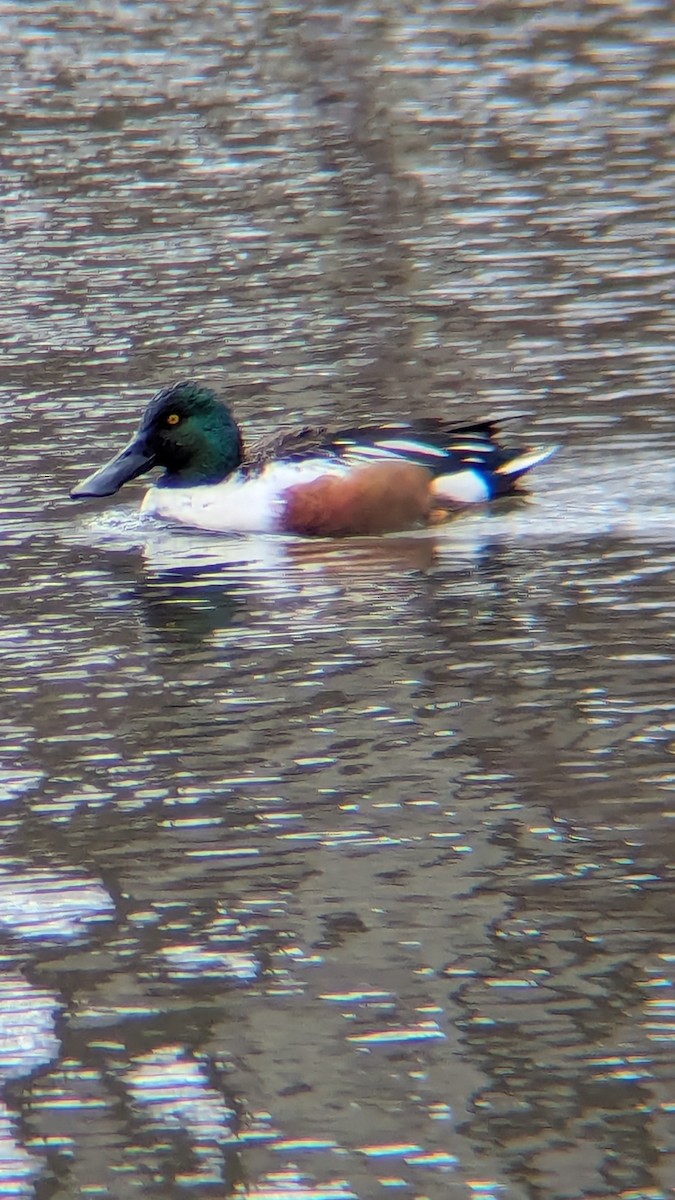 Northern Shoveler - ML615632350