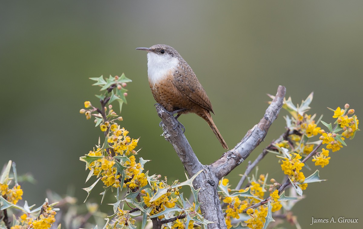 Canyon Wren - ML615632366